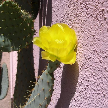 Adobe Rose Inn Tucson Eksteriør billede