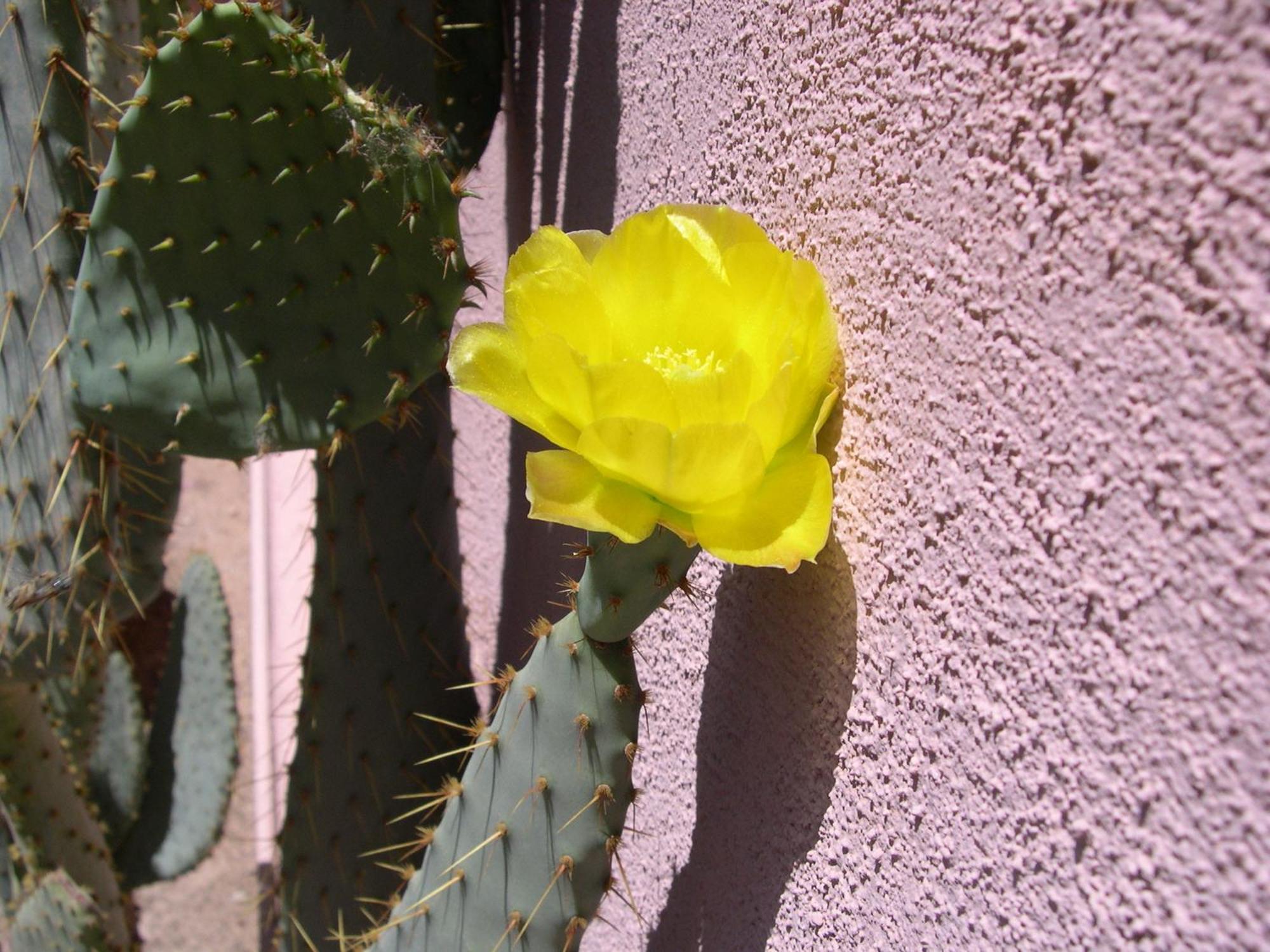 Adobe Rose Inn Tucson Eksteriør billede