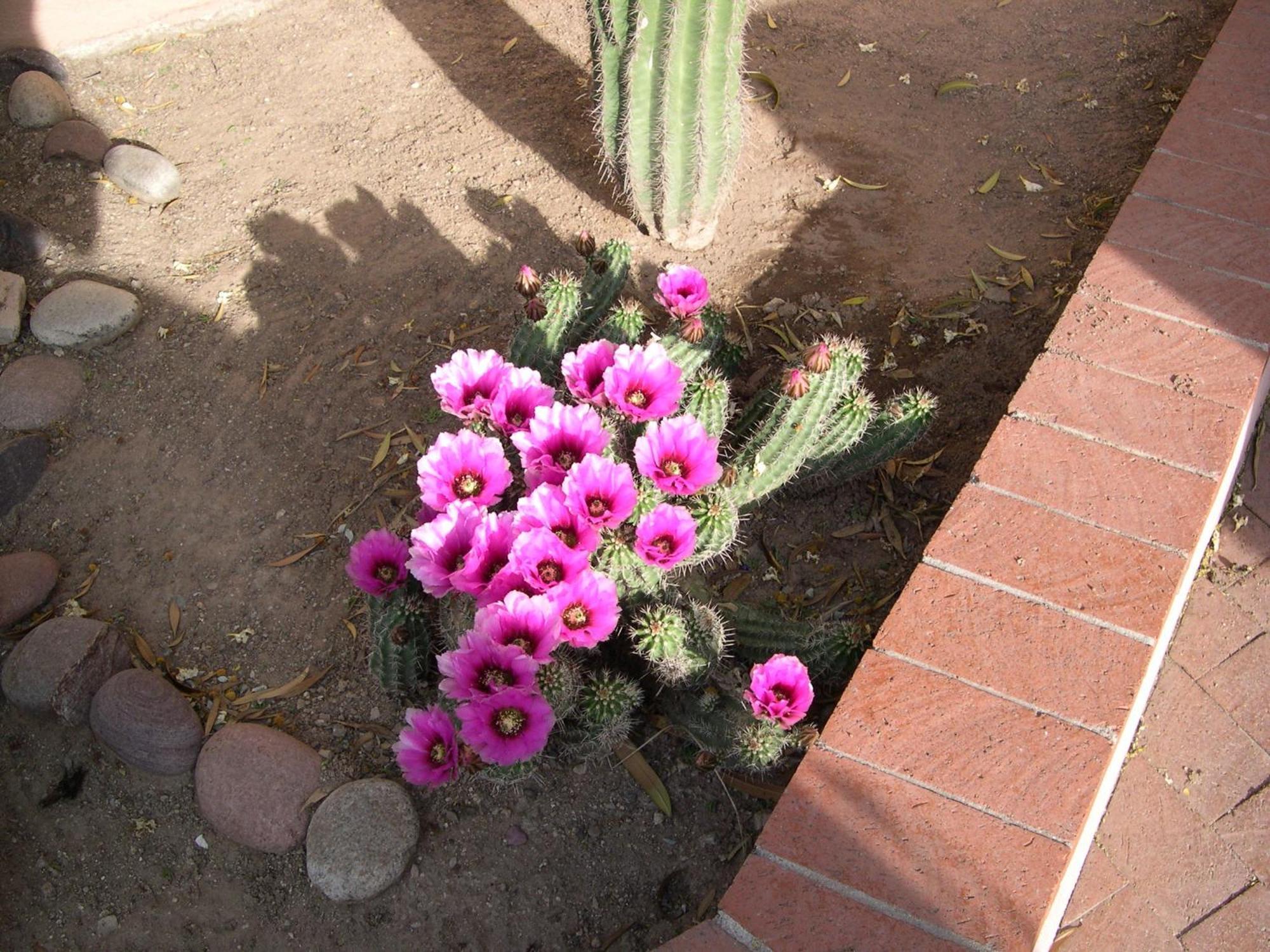 Adobe Rose Inn Tucson Eksteriør billede