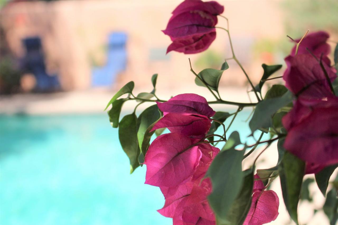 Adobe Rose Inn Tucson Eksteriør billede